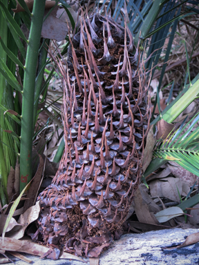 APII jpeg image of Macrozamia communis  © contact APII