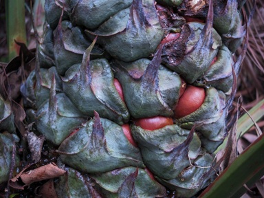 APII jpeg image of Macrozamia communis  © contact APII