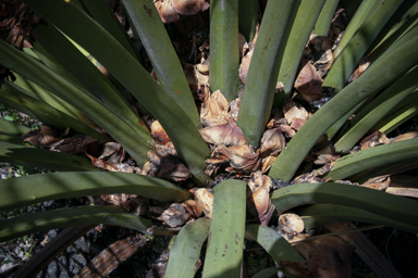 APII jpeg image of Macrozamia dyeri  © contact APII