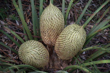 APII jpeg image of Macrozamia fraseri  © contact APII