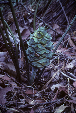 APII jpeg image of Macrozamia lucida  © contact APII