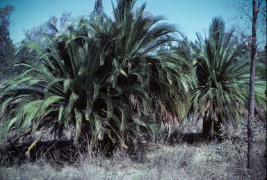 APII jpeg image of Macrozamia moorei  © contact APII