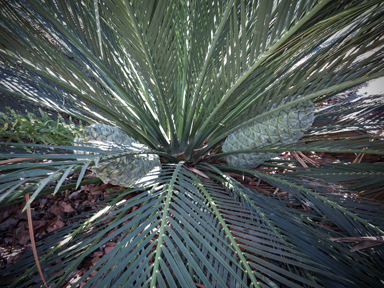 APII jpeg image of Macrozamia moorei  © contact APII