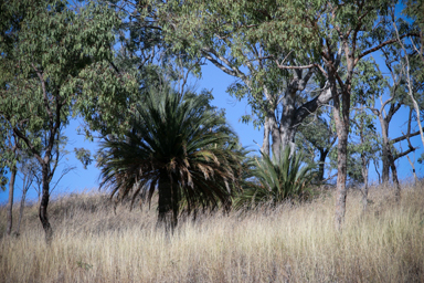 APII jpeg image of Macrozamia moorei  © contact APII