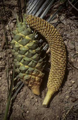 APII jpeg image of Macrozamia mountperriensis  © contact APII