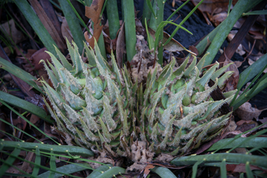 APII jpeg image of Macrozamia riedlei  © contact APII