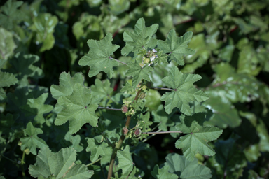 APII jpeg image of Malva parviflora  © contact APII