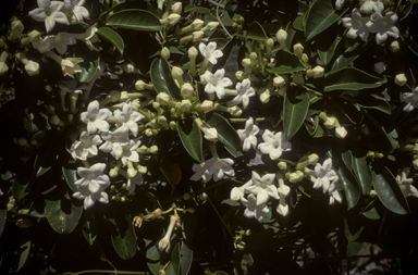 APII jpeg image of Stephanotis floribunda  © contact APII