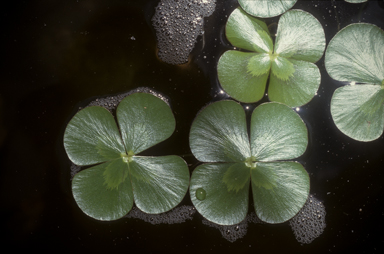 APII jpeg image of Marsilea mutica  © contact APII