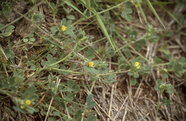 APII jpeg image of Medicago minima  © contact APII