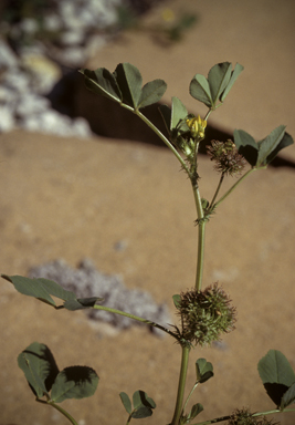 APII jpeg image of Medicago polymorpha  © contact APII