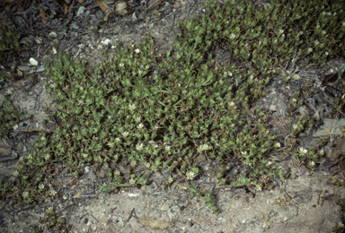 APII jpeg image of Mesembryanthemum nodiflorum  © contact APII