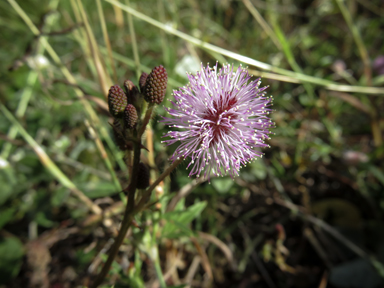 APII jpeg image of Mimosa pudica  © contact APII