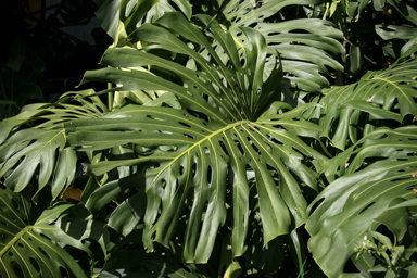 APII jpeg image of Monstera deliciosa  © contact APII