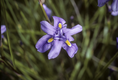 APII jpeg image of Moraea polystachya  © contact APII