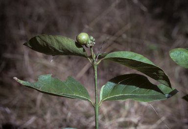 APII jpeg image of Coelospermum decipiens  © contact APII