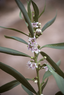 APII jpeg image of Myoporum montanum  © contact APII