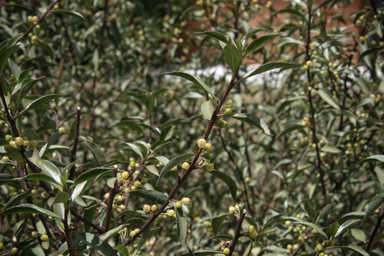 APII jpeg image of Myoporum petiolaris  © contact APII