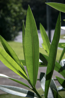 APII jpeg image of Nerium oleander  © contact APII