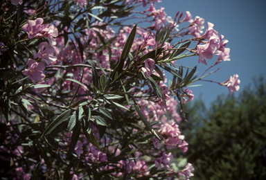 APII jpeg image of Nerium oleander  © contact APII