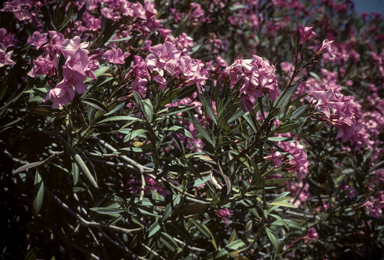 APII jpeg image of Nerium oleander  © contact APII