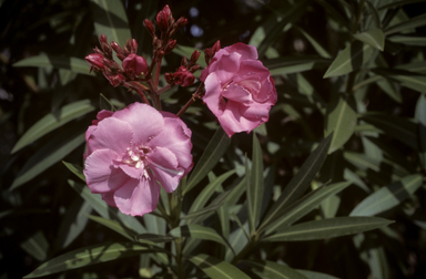 APII jpeg image of Nerium oleander  © contact APII