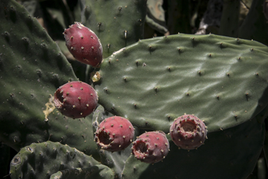 APII jpeg image of Opuntia tomentosa  © contact APII