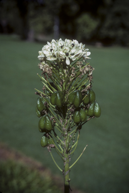 APII jpeg image of Ornithogalum  © contact APII