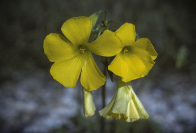 APII jpeg image of Oxalis pes-caprae  © contact APII