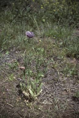 APII jpeg image of Papaver somniferum subsp. setigerum  © contact APII