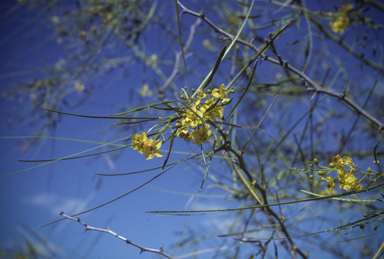 APII jpeg image of Parkinsonia aculeata  © contact APII