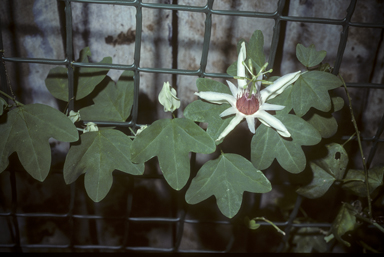 APII jpeg image of Passiflora aurantia  © contact APII
