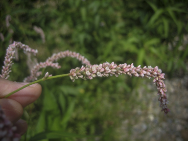 APII jpeg image of Persicaria lapathifolia  © contact APII