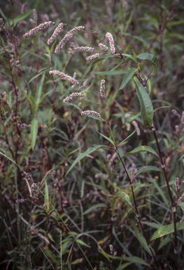 APII jpeg image of Persicaria lapathifolia  © contact APII