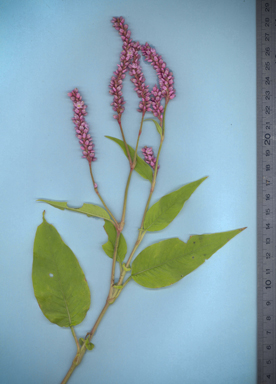 APII jpeg image of Persicaria lapathifolia  © contact APII
