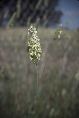 APII jpeg image of Phalaris aquatica x Phalaris arundinacea  © contact APII