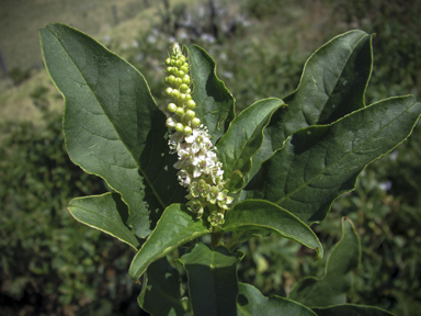 APII jpeg image of Phytolacca octandra  © contact APII