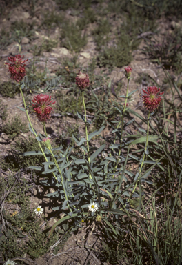 APII jpeg image of Pimelea haematostachya  © contact APII