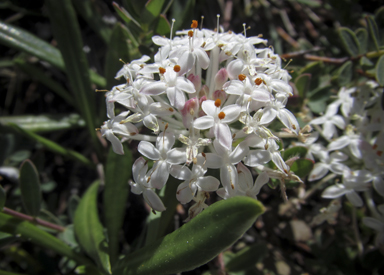 APII jpeg image of Pimelea linifolia  © contact APII