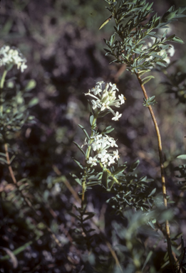 APII jpeg image of Pimelea linifolia subsp. collina  © contact APII