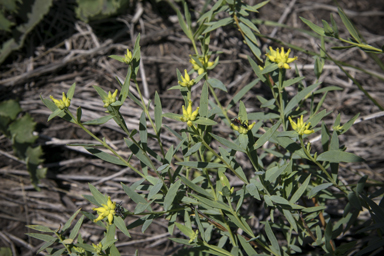 APII jpeg image of Pimelea neoanglica  © contact APII