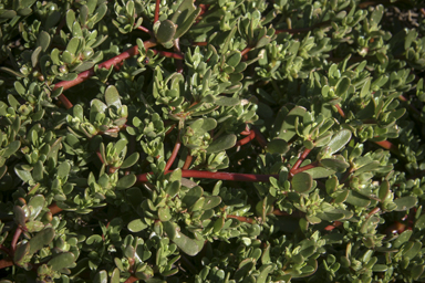 APII jpeg image of Portulaca oleracea  © contact APII