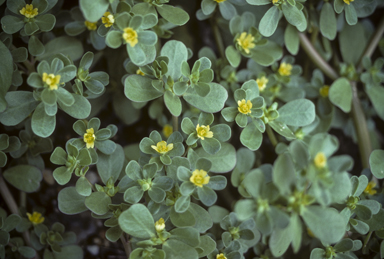 APII jpeg image of Portulaca oleracea  © contact APII