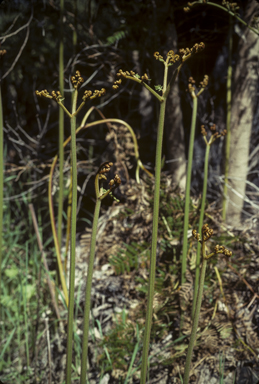 APII jpeg image of Pteridium esculentum  © contact APII