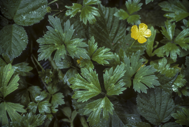 APII jpeg image of Ranunculus  © contact APII