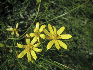 APII jpeg image of Ranunculus meristus  © contact APII