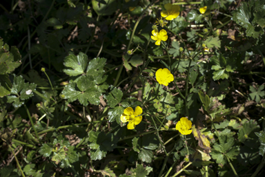 APII jpeg image of Ranunculus repens  © contact APII