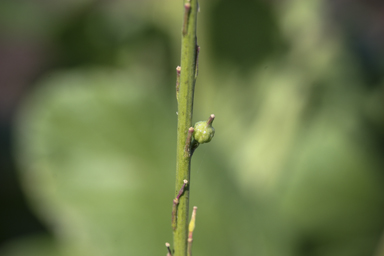 APII jpeg image of Rapistrum rugosum  © contact APII