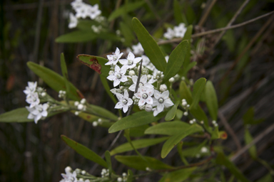 APII jpeg image of Rhadinothamnus anceps  © contact APII