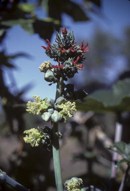 APII jpeg image of Ricinus communis  © contact APII